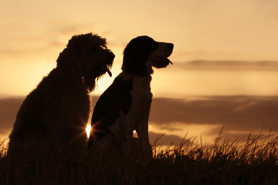Dogs at Sunset