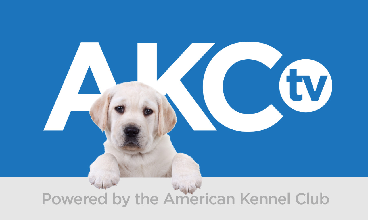 AKC.tv logo