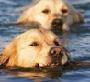 Golden Retrievers Swimming.jpg