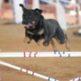 Canine Athlete
