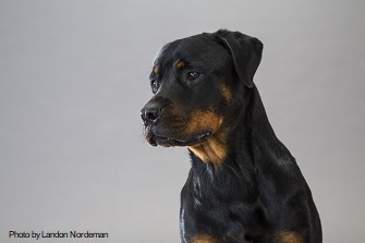 Rottweiler_Photo by Landon Nordeman