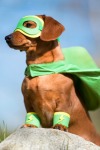 Canine Caner Super Hero