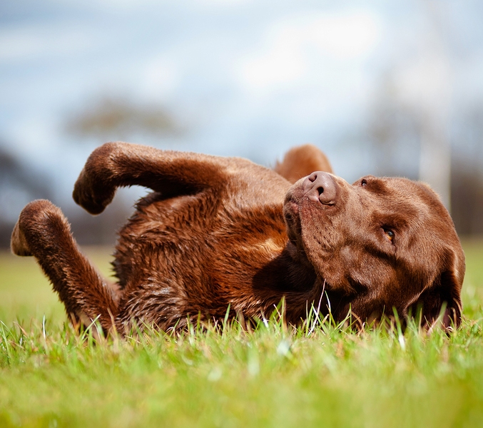 Labrador Retriever Rolling - Cropped